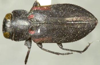 Media type: image;   Entomology 33792 Aspect: habitus dorsal view